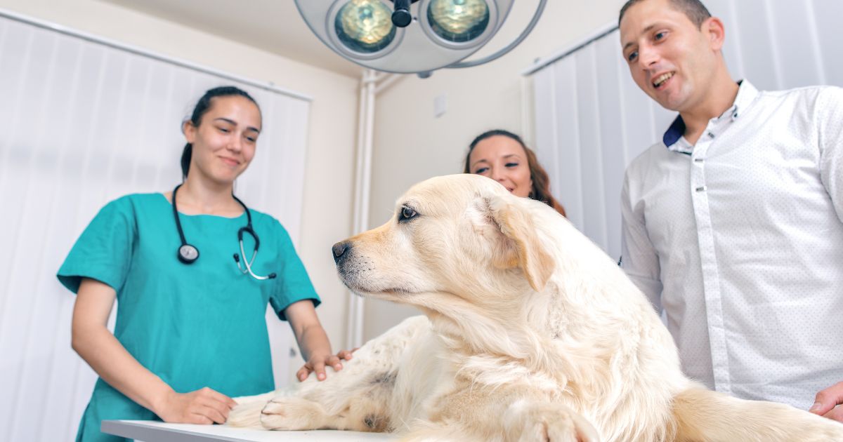 The Future of Animal Hospitals