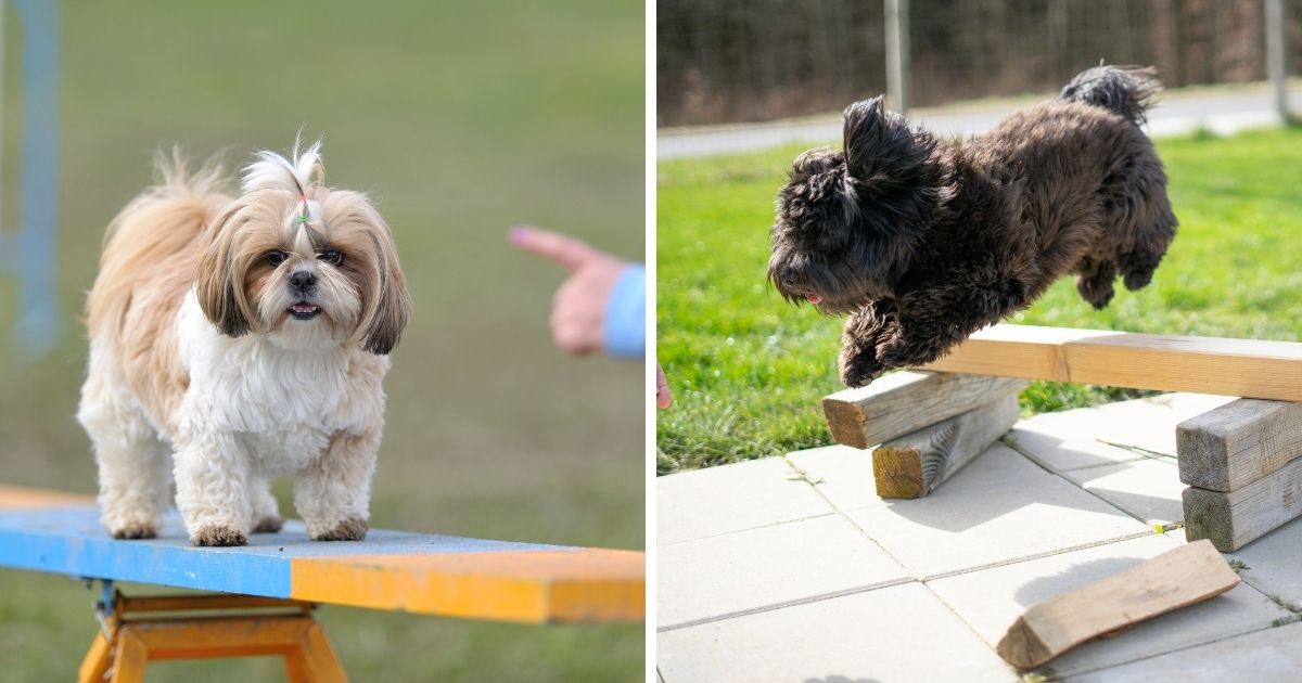 Trainability and Exercise - Shih Tzu Havanese Mix