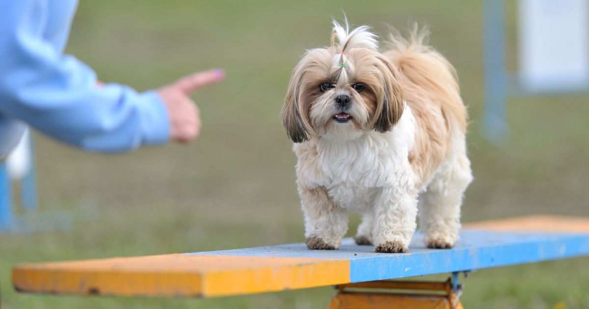 Training a Shih Tzu - Are Shih Tzus Smart