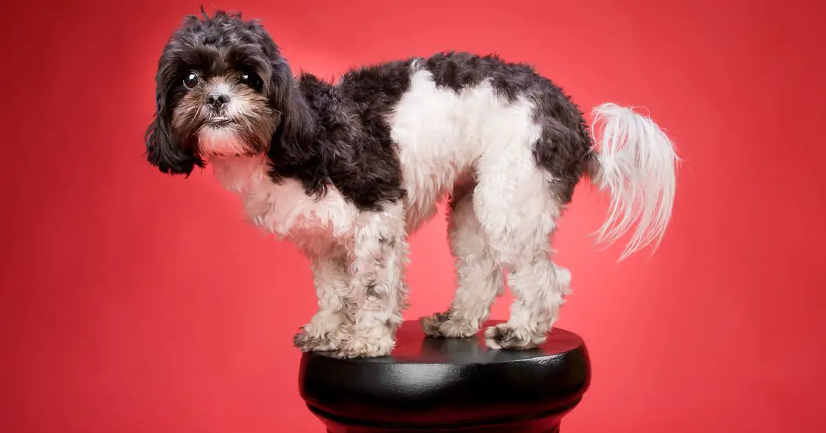 Training and Exercise Requirements - Shih Tzu Toy Poodle Mix