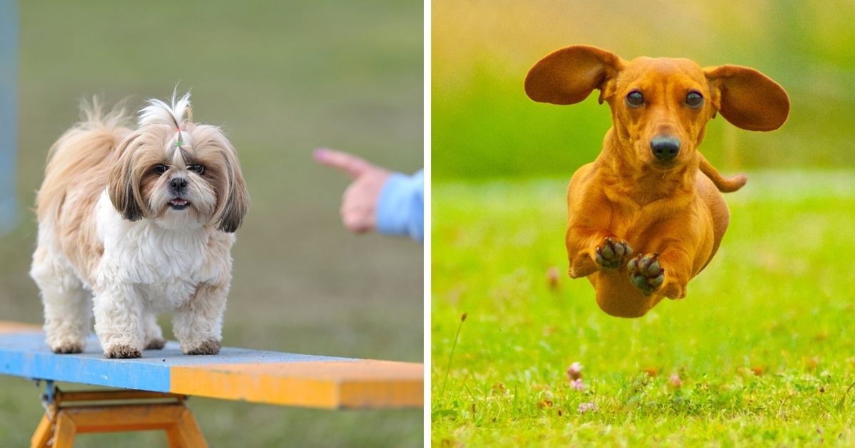 Training and Socialization - Shih Tzu Dachshund Mix