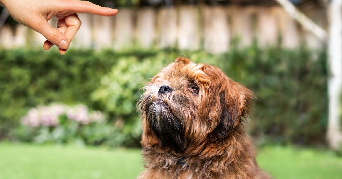 Training and Socialization - Shih Tzu and Bichon Mix