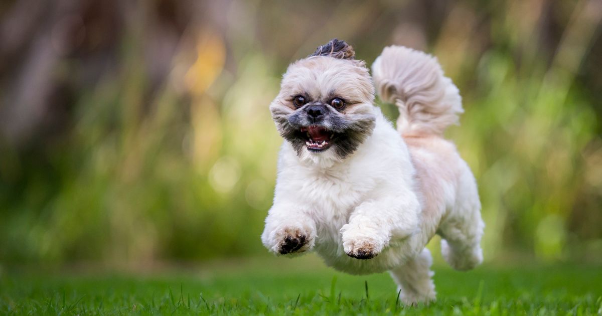 Training and Socialization - Shih Tzu and Pug mix