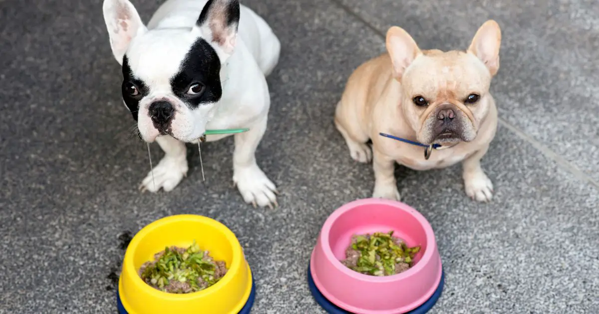 Tricks To Make French Bulldogs Eat Slower - INTIMG