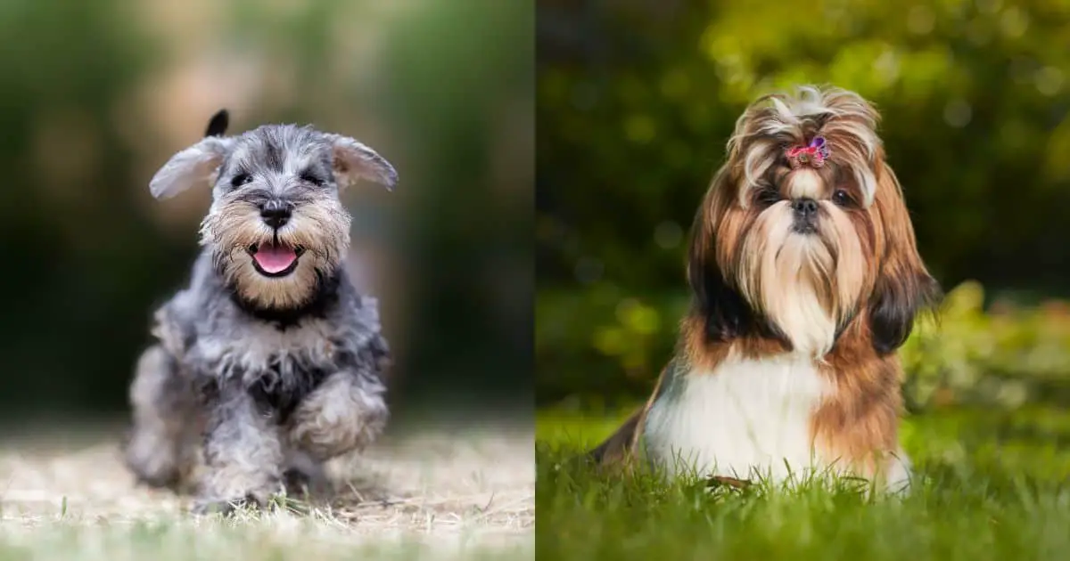 Ultimate Guide to Shih Tzu Schnauzer Mix: Best 20 Things You Need to Know