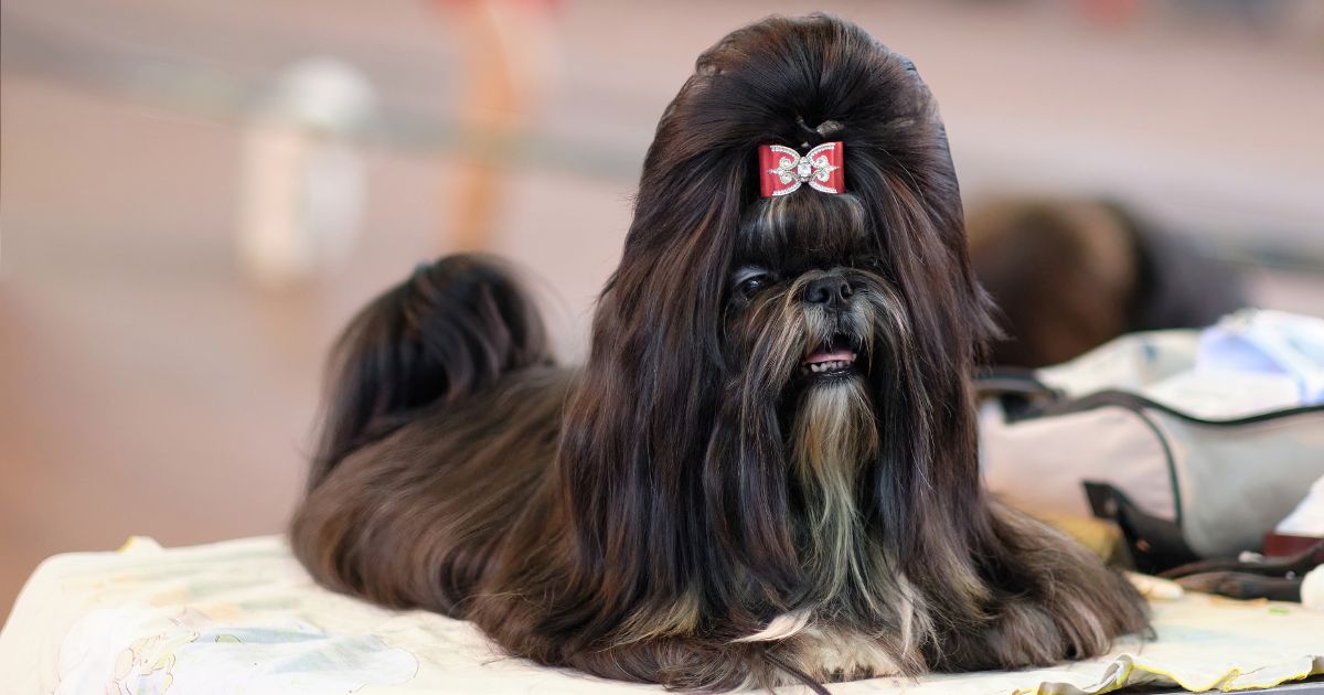 Understanding Shih Tzu Hair - Shih Tzu Hair Styles