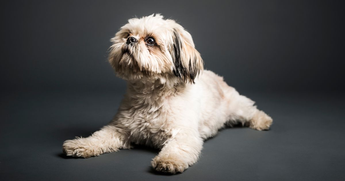 Understanding Shih Tzu Hair - Shih Tzu Short Hair