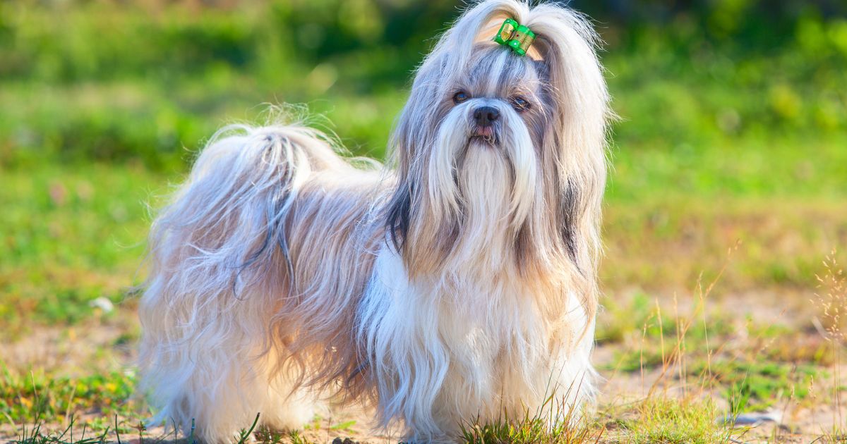 Understanding Shih Tzu Long Hair