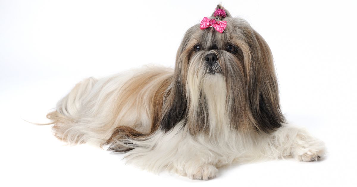 Understanding the Shih Tzu Breed -Shih Tzu cost