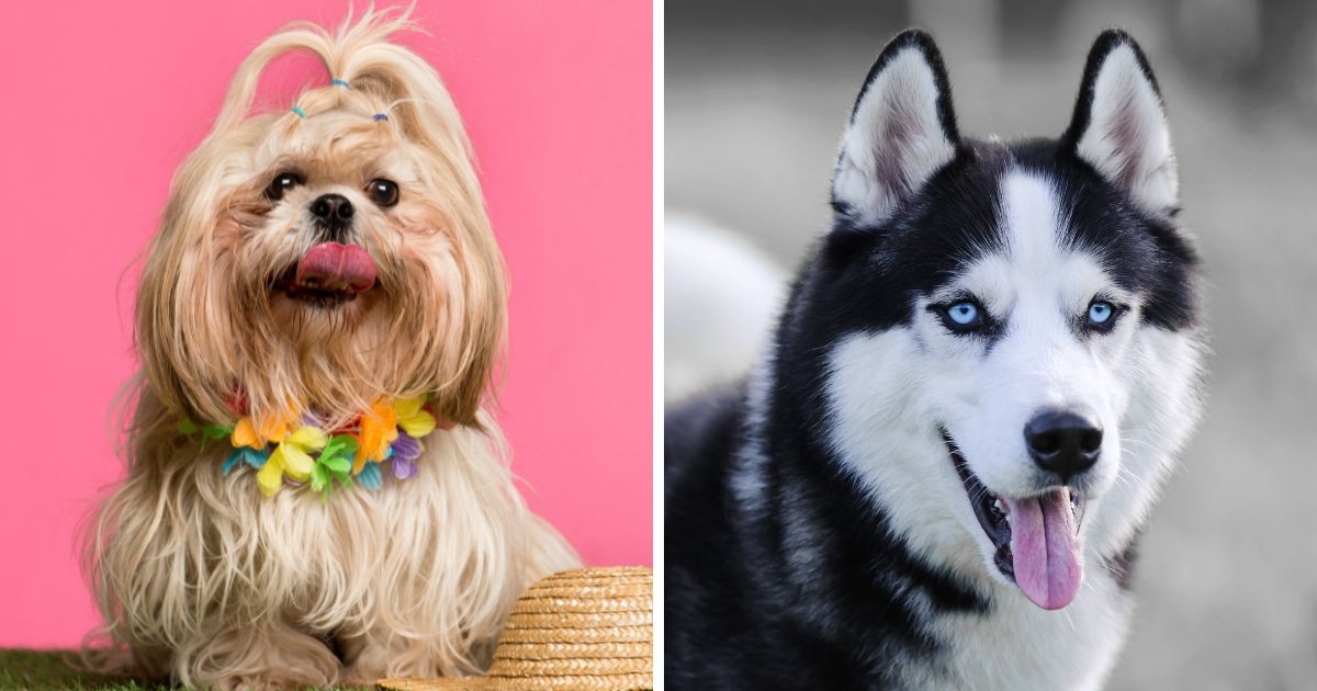 Understanding the Shih Tzu Husky Mix