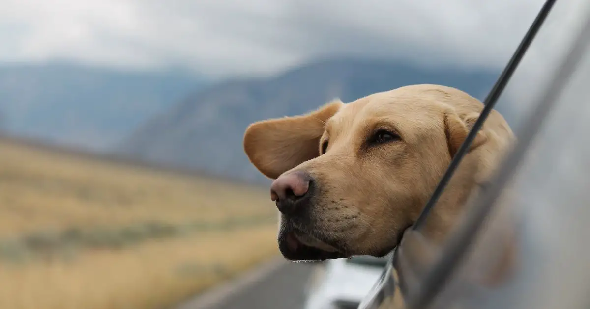 Wanderlust with Woofers: How a Canine-Inclusive Voyage Enriches Your Travels