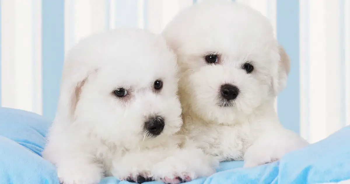 What Do Bichon Frise Puppies Look Like A Comprehensive Guide