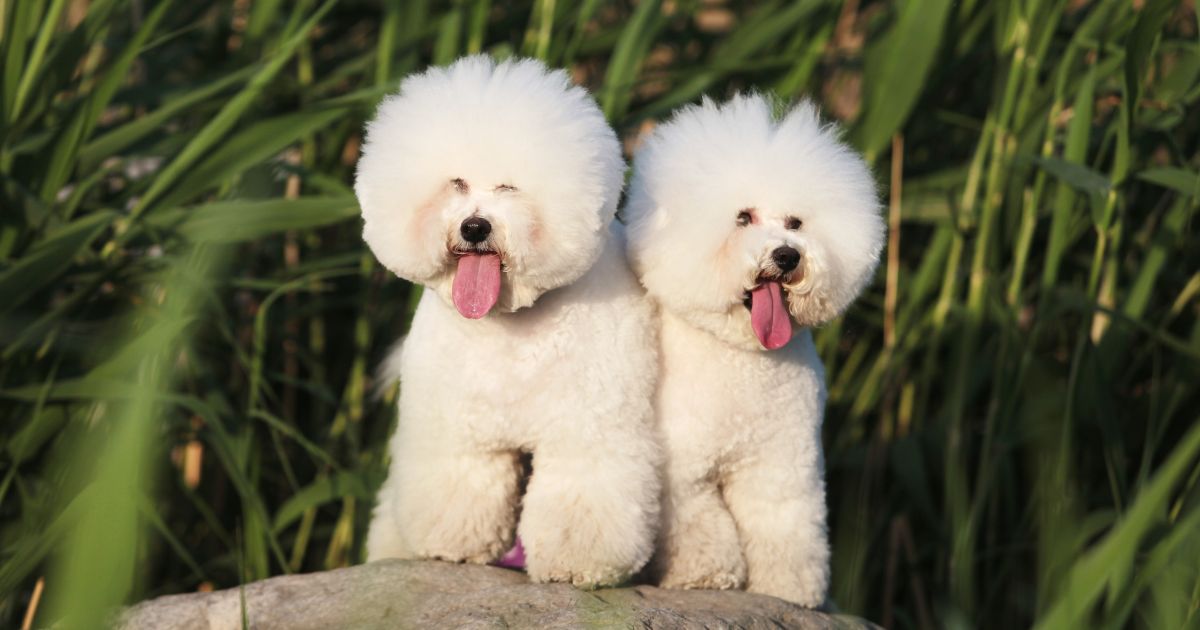 What Dog Group Is a Bichon Frise Belong To? Best Guide