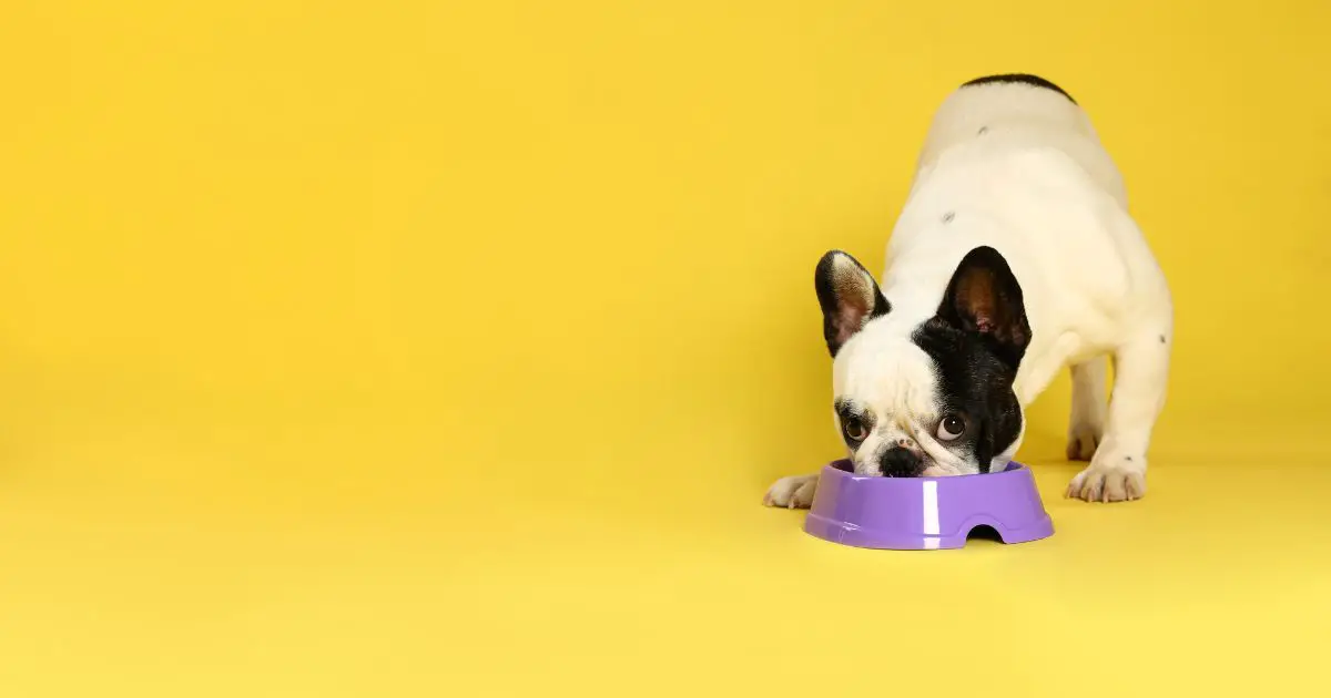 What Food Bowls To Avoid For Your French Bulldogs - INTIMG
