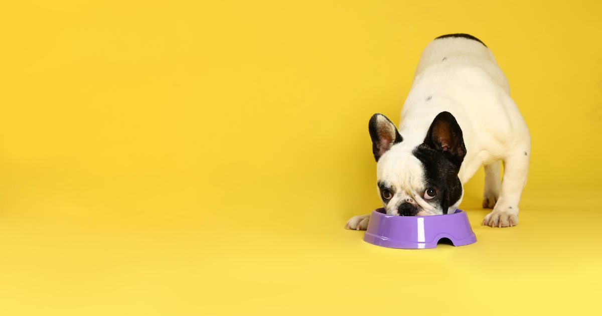 What Food Bowls To Avoid For Your French Bulldogs - INTIMG