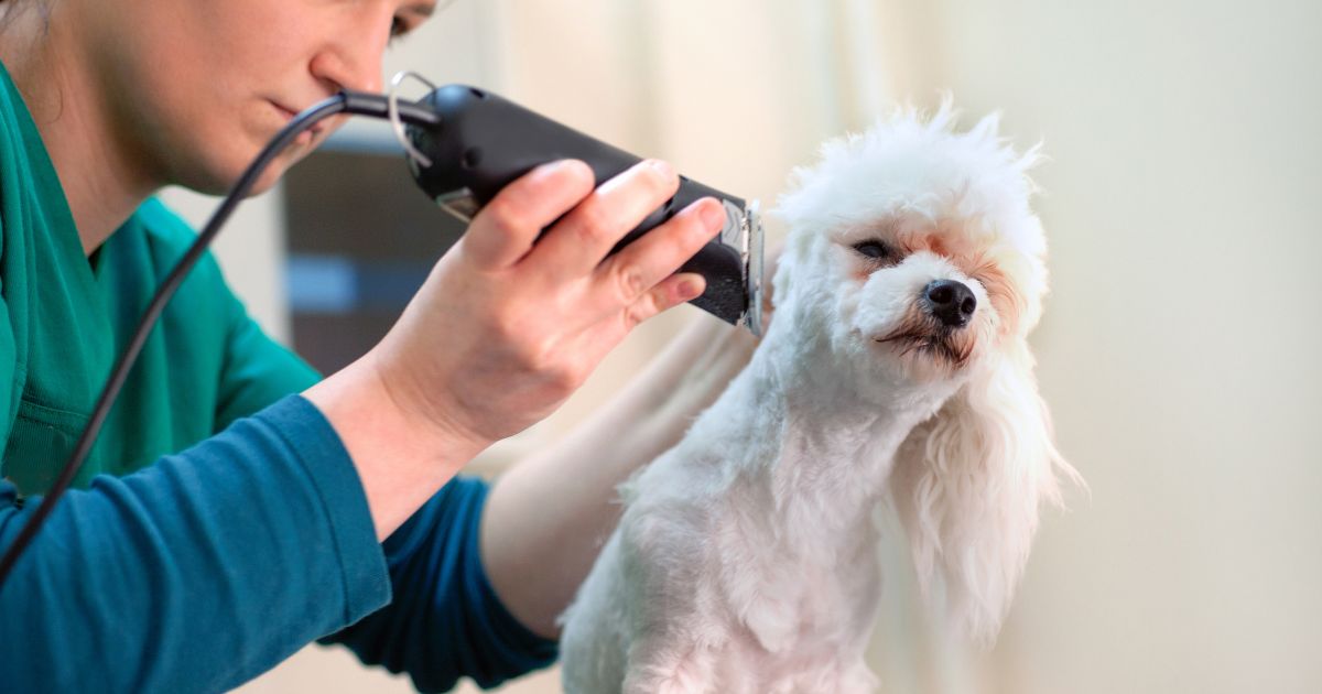 What Size Blade Should I Use to Groom My Bichon Frise? Best Guide