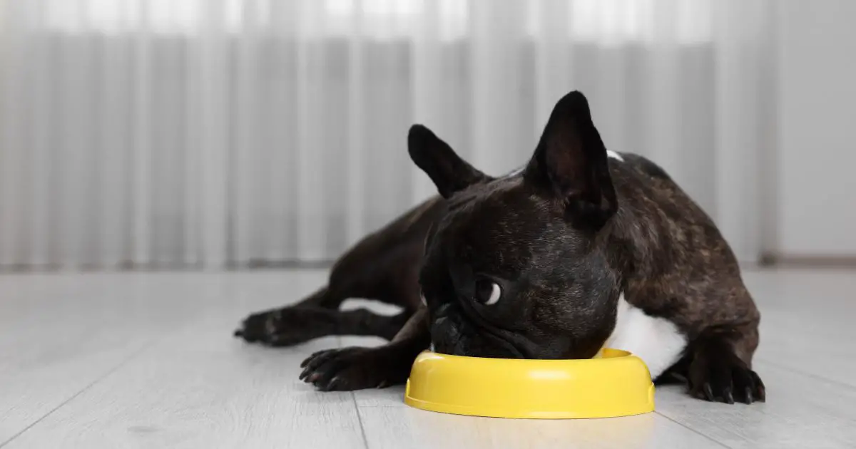 What Size Bowl Should I Get For My French Bulldog? - INTIMG