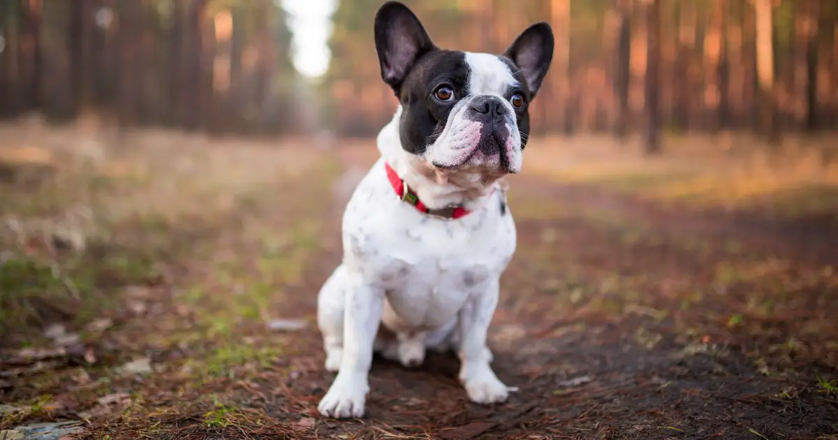 What Were Bulldogs Bred For? 8 Points to Help You Learn Better