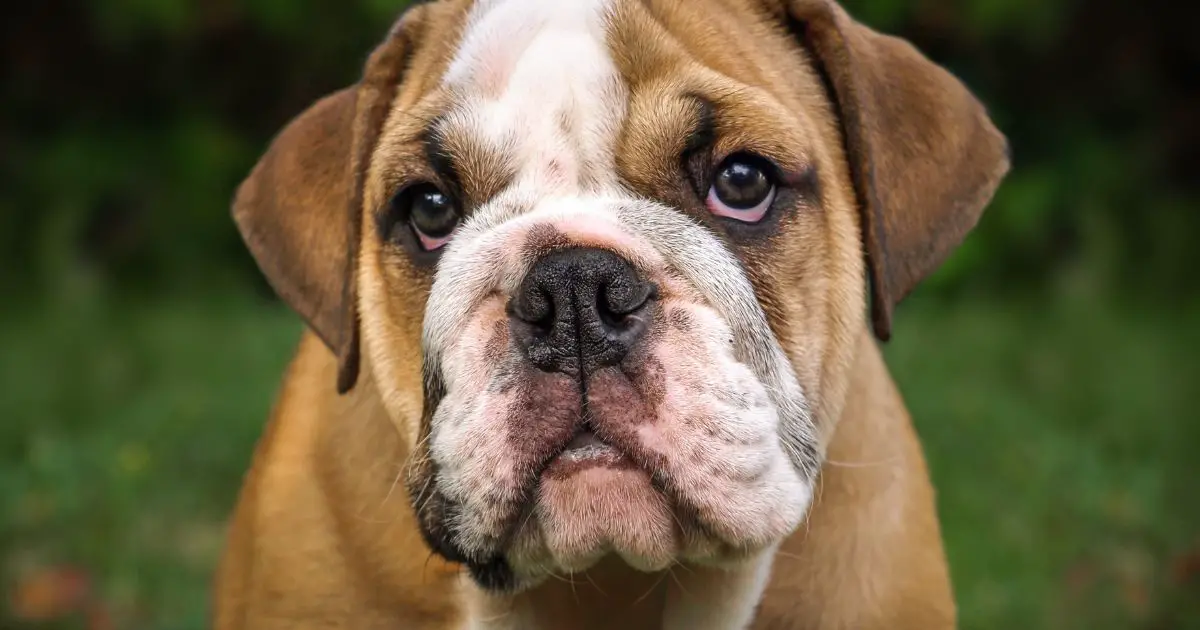 What Were Bulldogs Bred For? - The Butcher's Dog