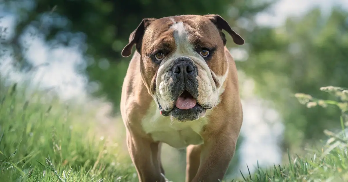 What Were Bulldogs Bred For? - Things That They Could Do