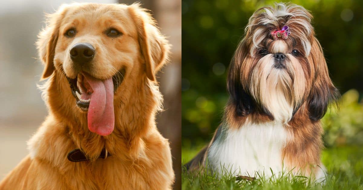 What is a Shih Tzu Golden Retriever Mix?