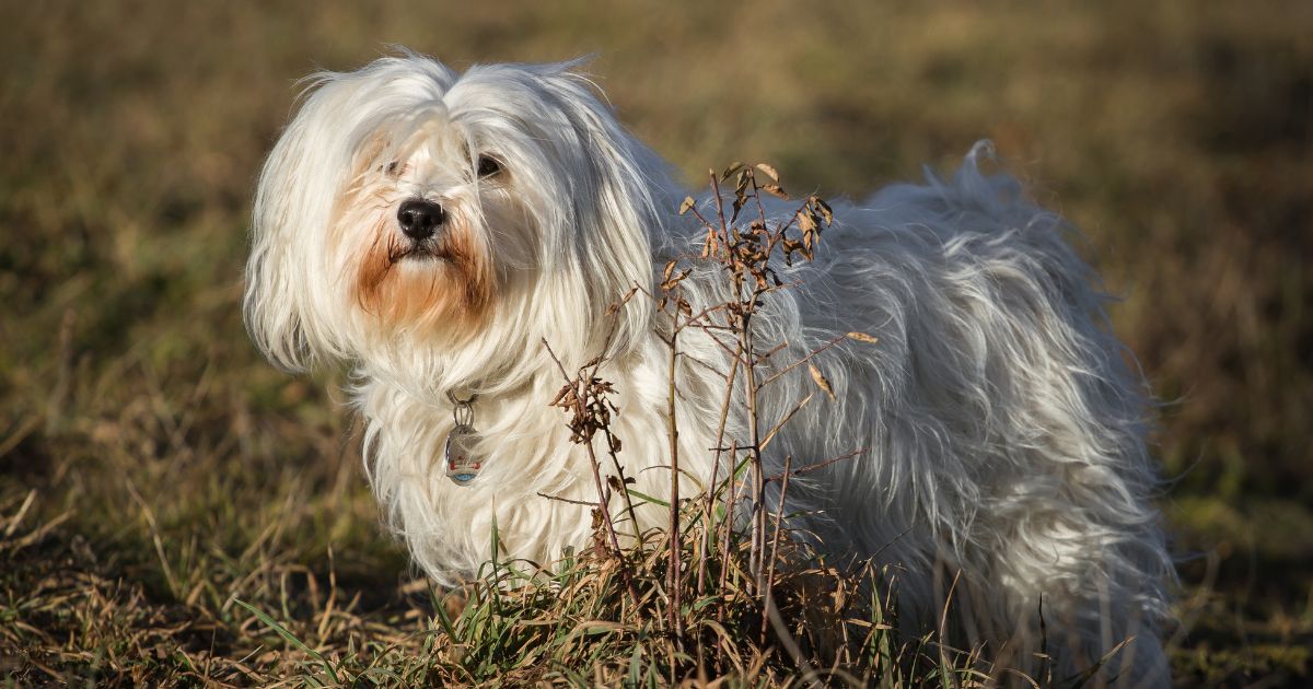 When Do Bichon Frise Stop Growing: A Guide to Their Growth Cycle