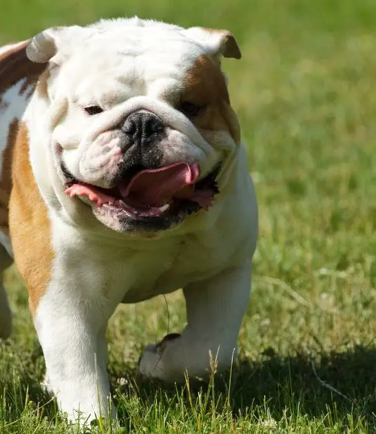 When Do Bulldogs Heads Grow? 7 Impressive Facts