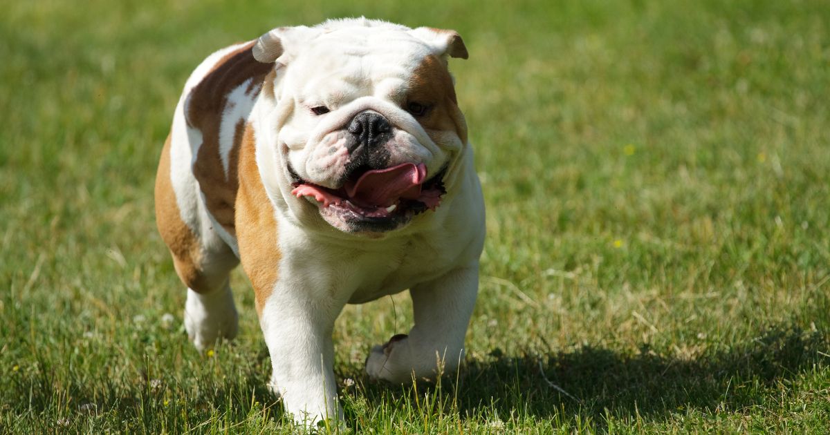 When Do Bulldogs Heads Grow? 7 Impressive Facts - FEIMG