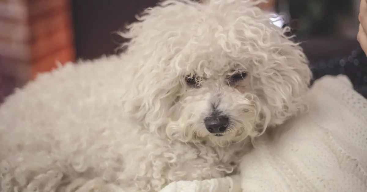 When Does a Bichon Frise Hair Go Curly? Best Guide