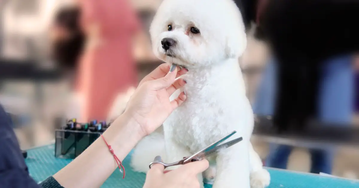 When Should Bichon Get First Haircut: Best Guide