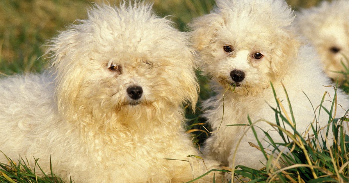 Where Bichon Frise Originate From – Best Brief History of the Breed