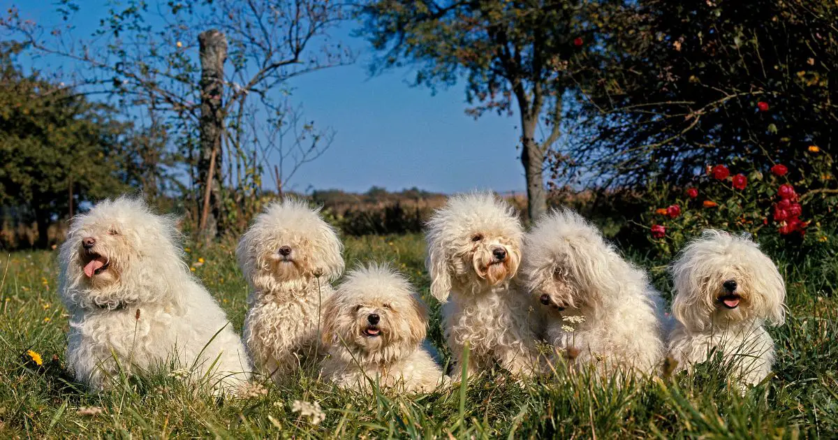 Where Bichon Frise Originate From and Early History