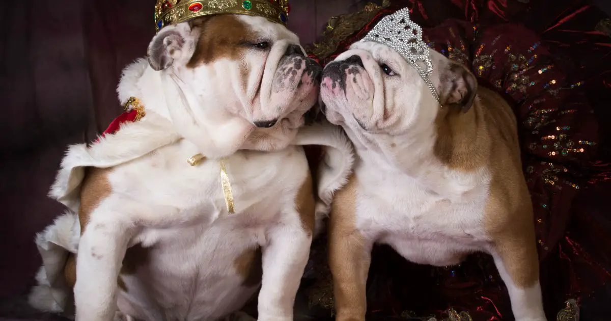 Which Bulldogs Live Longer? Male or Female? - When Do Bulldogs Heads Grow?