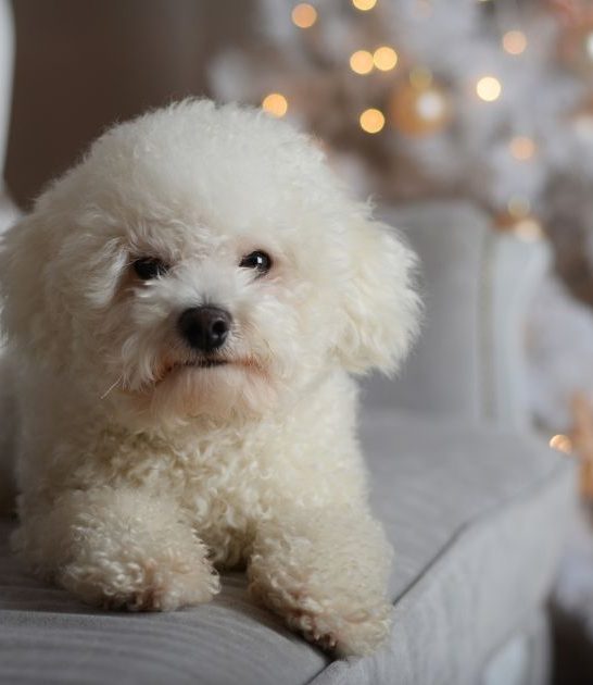 Why Do Bichon Frise Smell? Causes and Solutions Best Guide
