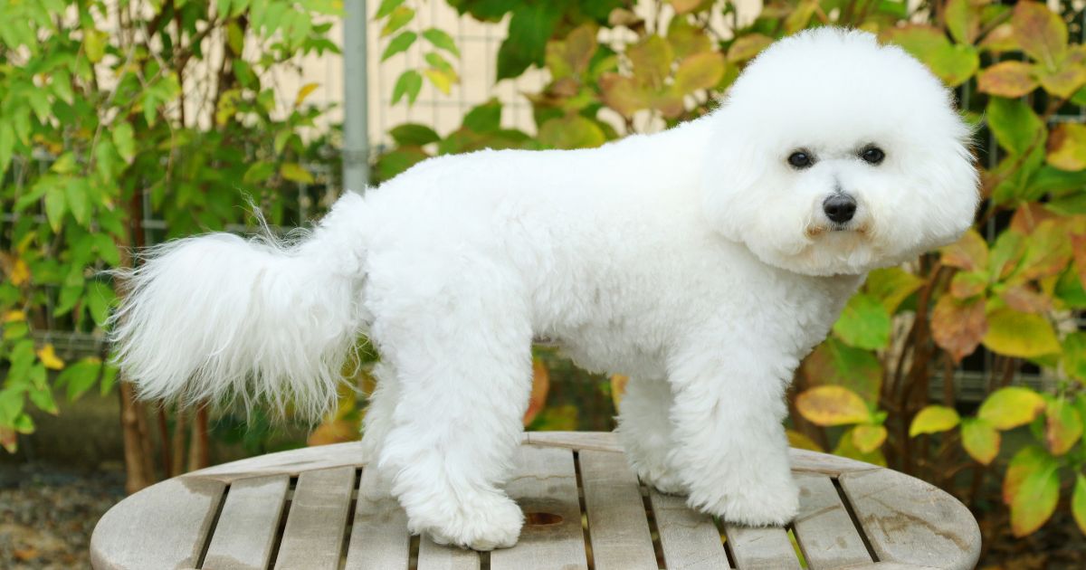 Why Is My Bichon Frise Shedding: Causes and Solutions Best Guide