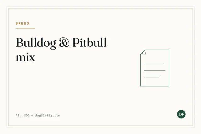 8 Best Vital Things About American Bulldog and Pitbull Mix