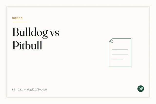 American Bulldog vs Pitbull – 7 Clear Differences