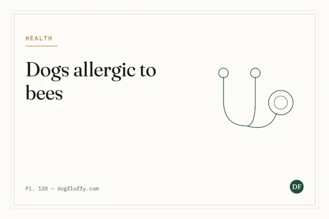 Are Dogs Allergic to Bees? Bee Sting Reactions Explained