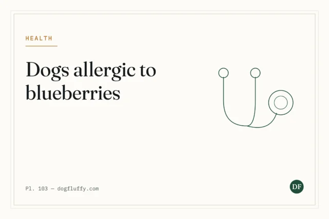 Are Dogs Allergic to Blueberries?