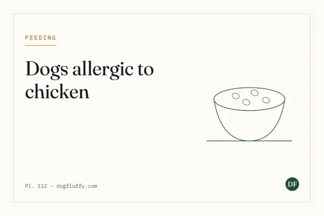 Are Dogs Allergic to Chicken? Common Symptoms and Treatment