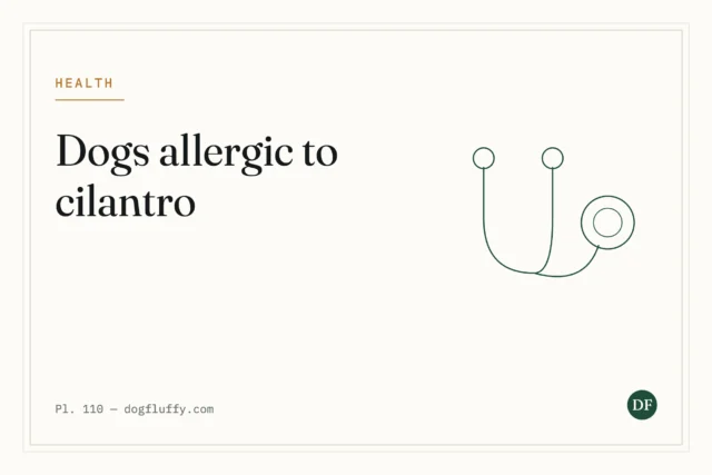 Are Dogs Allergic to Cilantro? A Comprehensive Guide