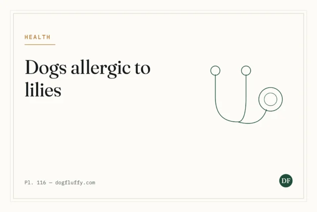 Are Dogs Allergic to Lilies?