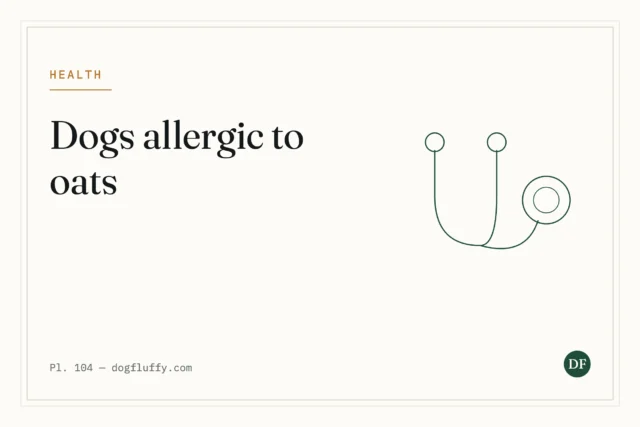 Are Dogs Allergic to Oats? Signs of Oat Sensitivity