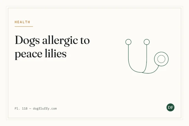 Are Dogs Allergic to Peace Lilies?