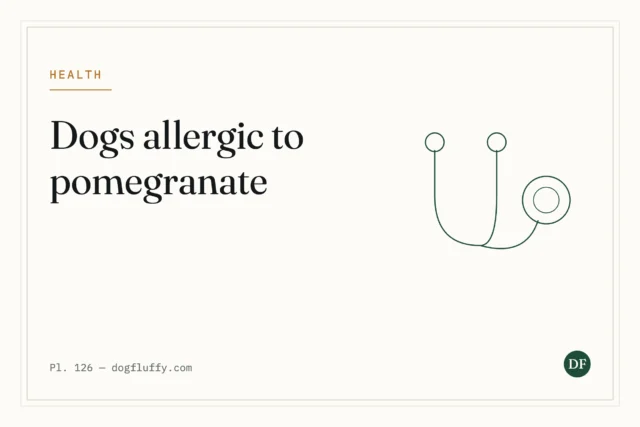 Are Dogs Allergic to Pomegranate?