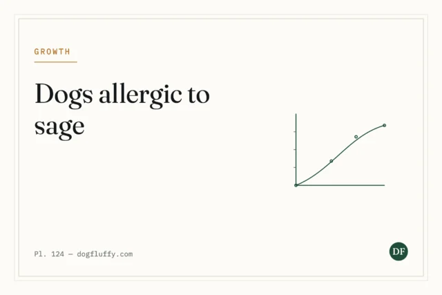 Are Dogs Allergic to Sage?