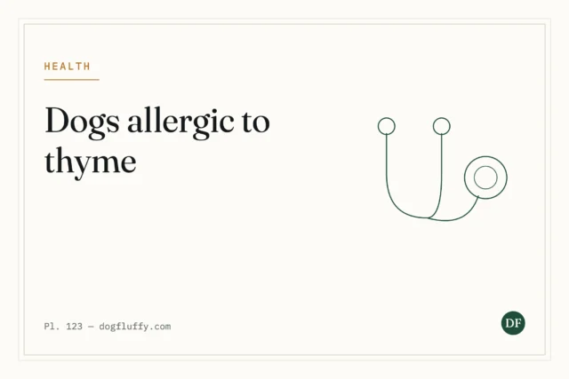 Are Dogs Allergic to Thyme?