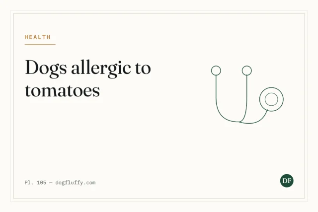 Are Dogs Allergic to Tomatoes?