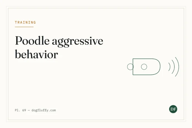 Are Poodle Aggressive Behavior?
