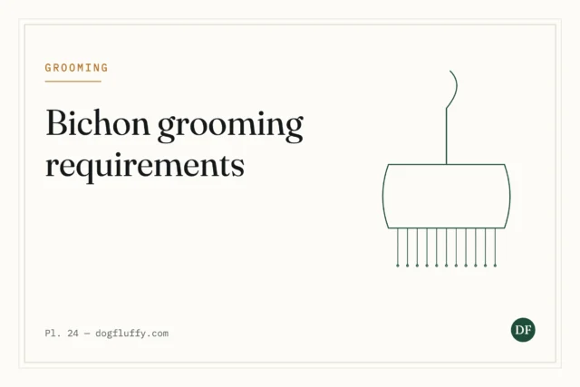 Bichon Frise Grooming Requirements: A Comprehensive Guide
